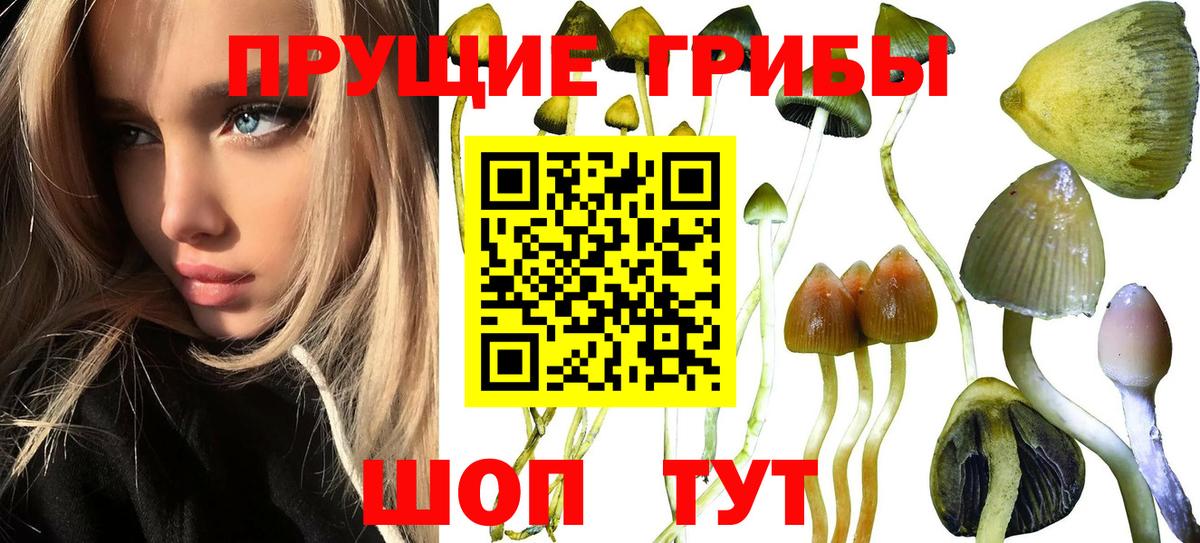 Псилоцибиновые грибы мухоморы Аргун